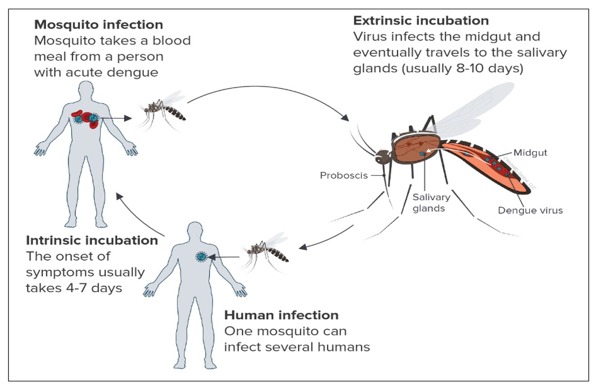 The Shifting Epidemiology Of Dengue From Climate Change To Urbanization   The Shifting Epidemiology Of Dengue  From Climate Change To Urbanization 